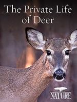 Watch The Private Life of Deer Zmovies