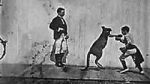 Watch The Boxing Kangaroo (Short 1896) Zmovies