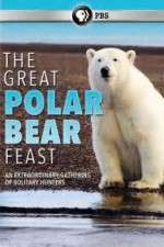 Watch The Great Polar Bear Feast Zmovies