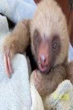 Watch Too Cute! Baby Sloths Zmovies