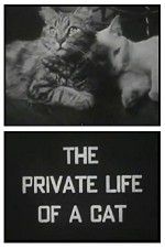 Watch The Private Life of a Cat Zmovies