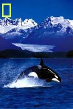 Watch National Geographic Killer Whales Of The Fjord Zmovies
