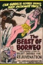 Watch The Beast of Borneo Zmovies