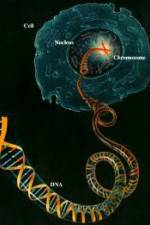 Watch Horizon: Miracle Cure? A Decade of the Human Genome Zmovies