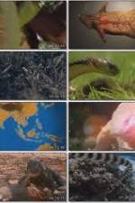 Watch National Geographic Wild : Deadliest Animals Asia Pacific Zmovies