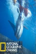 Watch National Geographic Shark Men Surfs Up Zmovies