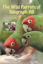 Watch The Wild Parrots of Telegraph Hill Zmovies