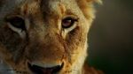 Watch Malika the Lion Queen Zmovies