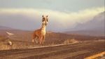 Watch Caminandes: Llama Drama (Short 2014) Zmovies