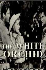 Watch The White Orchid Zmovies
