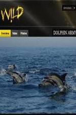 Watch National Geographic Wild Dolphin Army Zmovies