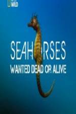 Watch National Geographic - Wild Seahorses Wanted Dead Or Alive Zmovies