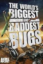 Watch Worlds Biggest and Baddest Bugs Zmovies