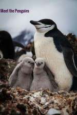 Watch Meet the Penguins Zmovies