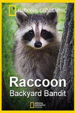 Watch Raccoon: Backyard Bandit Zmovies