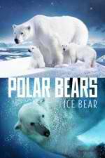 Watch Polar Bears Ice Bear Zmovies