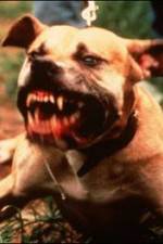 Watch Dogfighting Undercover Zmovies