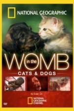 Watch National Geographic In The Womb Cats Zmovies