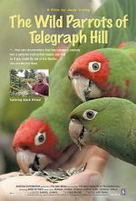 Watch The Wild Parrots of Telegraph Hill Zmovies