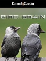 Watch Bird Brain Zmovies
