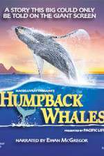 Watch Humpback Whales Zmovies