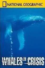Watch National Geographic: Whales in Crisis Zmovies