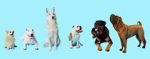 Watch How Dogs Got Their Shapes Zmovies