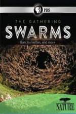 Watch Nature The Gathering Swarms Zmovies