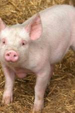 Watch Patent For A Pig: The Big Business of Genetics Zmovies