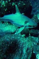 Watch National Geographic: Secret Shark Pits Zmovies