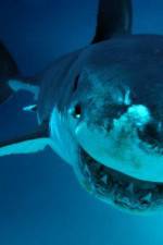 Watch National Geographic. Shark attacks investigated Zmovies