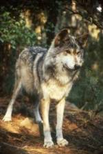 Watch National Geographic Wild - Inside the Wolf Pack Zmovies