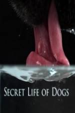 Watch Secret Life of Dog Zmovies