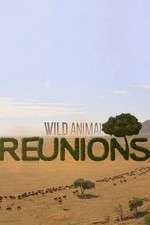 Watch Wild Animal Reunions Zmovies