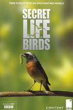 Watch Iolo's Secret Life of Birds Zmovies