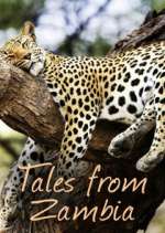 Watch Tales from Zambia Zmovies