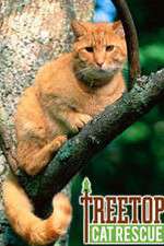 Watch Treetop Cat Rescue Zmovies